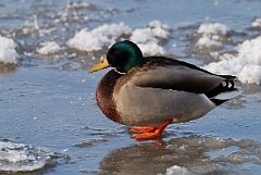 David Plant Photography - Wildlife Photographer - Mallard male - N